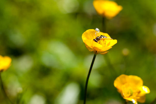 A bee sits on a small yellow flower on a blurred background of a green meadow