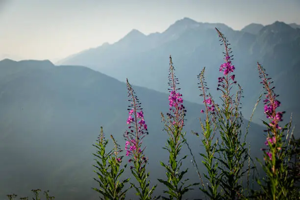 Blooming pink fireweed flower against the backdrop of mountains