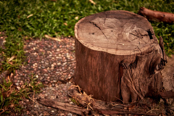 Wood log, Stump, tree trunk isolated in the garden. Selective focus, horizontal
