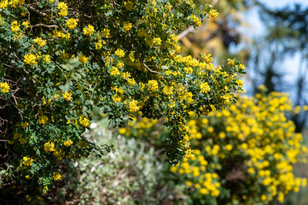 istock Sweet broom (genista stenopetala) flowers 1391289567
