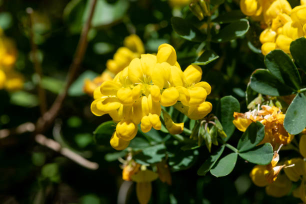istock Sweet broom (genista stenopetala) flowers 1391289619