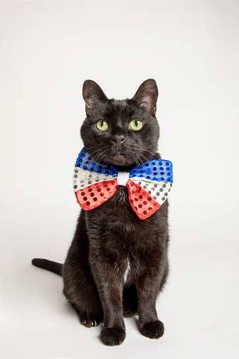 istock Black Cat in Red White and Blue Patriotic Bow Tie 1391290828