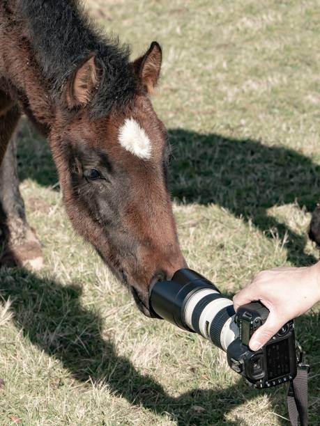 istock Foal Kisses Camera. 1391290878