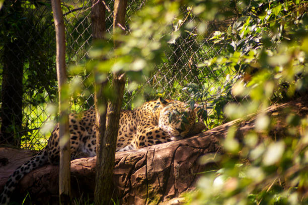istock Leopard resting on a stone at the zoo 1391290890