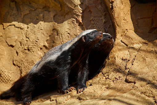 The honey badger basks in the sun on a stone at the zoo