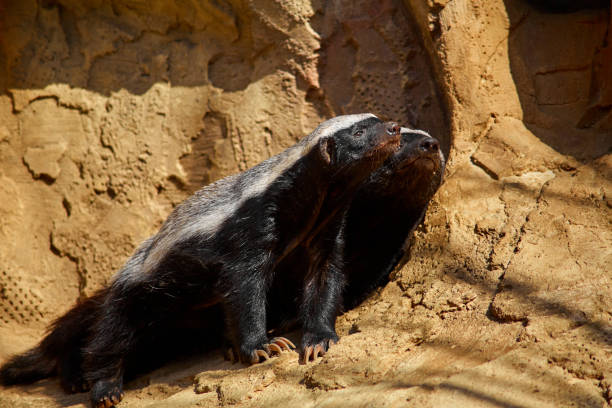 Honey Badger Stock Photos, Pictures & Royalty-Free Images - iStock Honey Badger Stock Photos, Pictures & Royalty-Free Images - iStock
