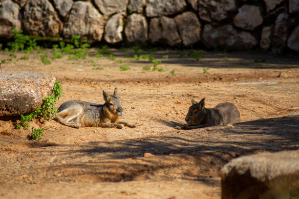 The Patagonian Cavy Maras (Dolichotis patagonum)