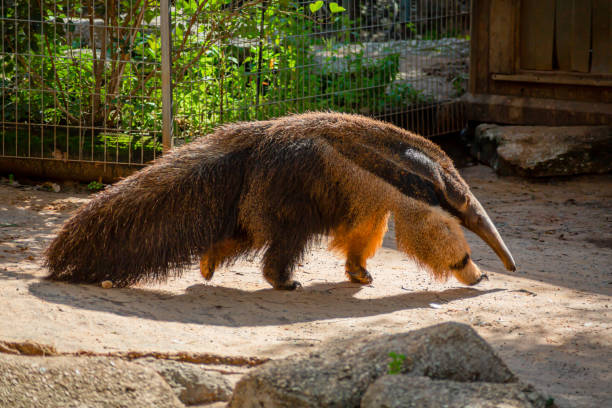 el oso hormiguero camina por su recinto en el zoológico - anteater fotografías e imágenes de stock