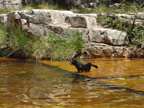 Dog playing on the river water