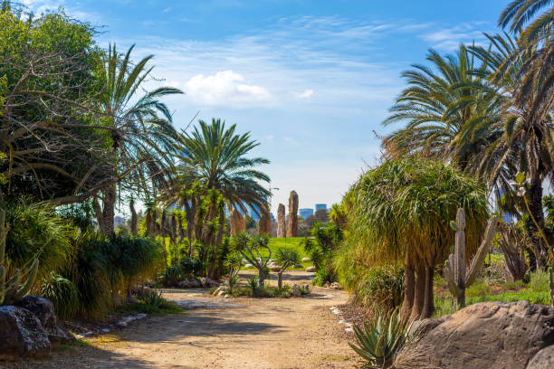 istock Cactus Valley. Cactus park. Green prickly plants 1391291908