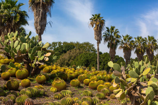 Cactus Valley. Cactus park. Green prickly plants