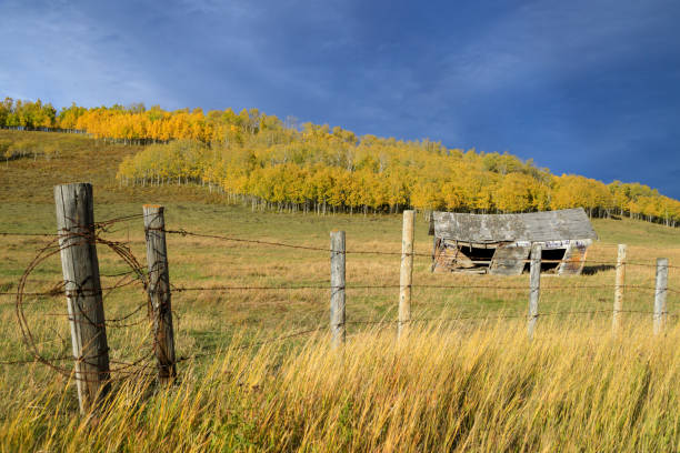 канадский пейзаж прерий ковбойская тропа альберта осень - alberta prairie autumn field стоковые фото и изображения