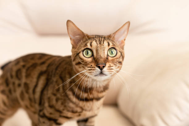 istock The Bengal cat is a purebred cat. Portrait. Pets 1391293217