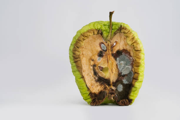 zbliżenie ujęcia zgniłego jabłka. - apple rotting bad apple fruit zdjęcia i obrazy z banku zdjęć