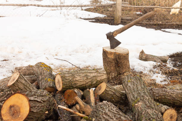 istock Harvesting firewood, an ax in a tree. Agriculture concept 1391296401