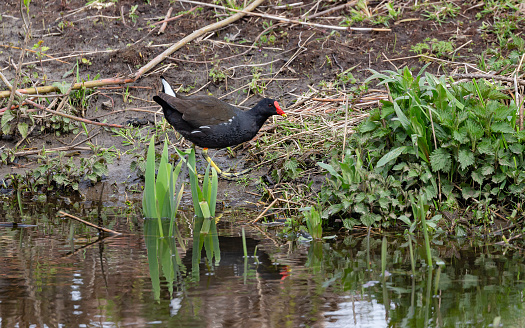 Daytime side view close-up of a single common moorhen (Gallinula Chloropus), walking at the side of a lake