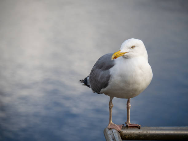 istock Herring gull aka Larus argentatus on blurry water background. Semi profile. 1391297480