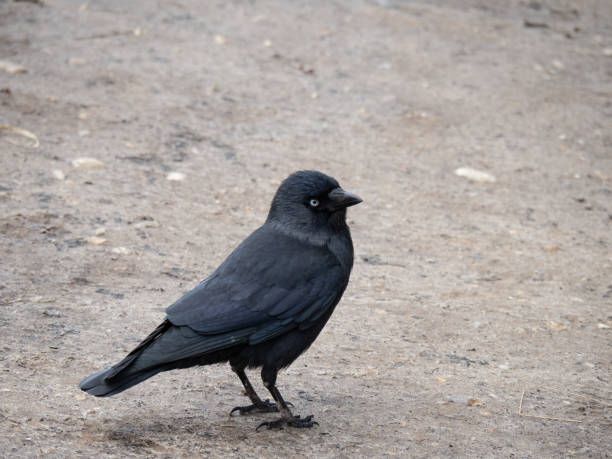 istock Jackdaw, Corvus monedula aka Eurasian or European Jackdaw. Profile. 1391297488