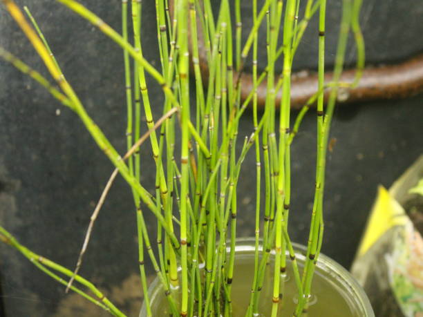 Photo of Water Bamboo Photo of Water Bamboo horsetail bamboo stock pictures, royalty-free photos & images