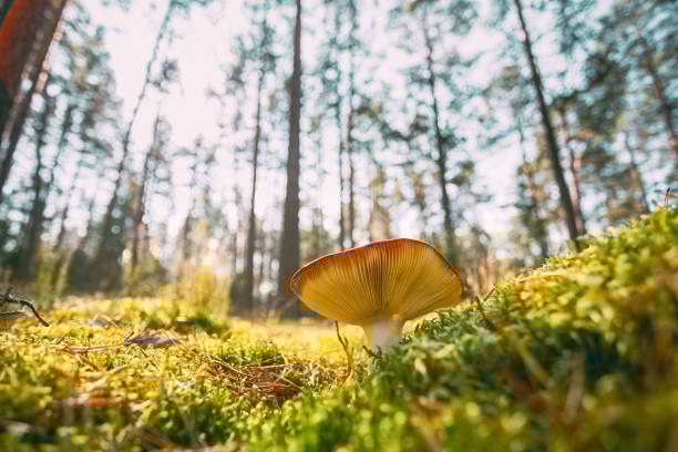 Belarus, Europe. Time lapse mushroom. Russula emetica - sickener, emetic russula, or vomiting russula. Autumn Forest. Conditionally edible fungus. Sunshine In Sunny Autumn Day. Sunlight Through Woods Landscape. 4K 5K. bielorrusia, europa. hongo de lapso de tiempo. russula emetica - enferma, russula emética o russula vómito. bosque de otoño. hongo condicionalmente comestible. sol en el soleado día de otoño. luz solar a través del paisaje boscoso. 4k 5k