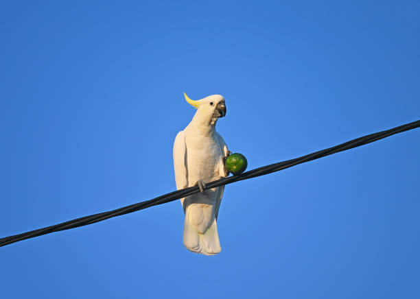istock Australian cockatoo 1391300924