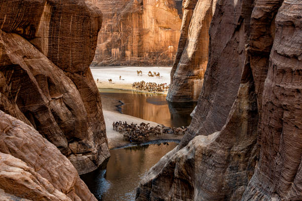 View into the legendary Guelta d’Archeï, Ennedi massif, Sahara, Chad View into the legendary Guelta d’Archeï, the mystic spring of water inside the remote Ennedi Mountains in the Sahara desert, North-East Chad. This place is since centuries one of the main sources of water for the Tubu people and their camel herds. The Ennedi massif was declared as an UNESCO World Heritage site in 2016. mountain famous place livestock herd stock pictures, royalty-free photos & images