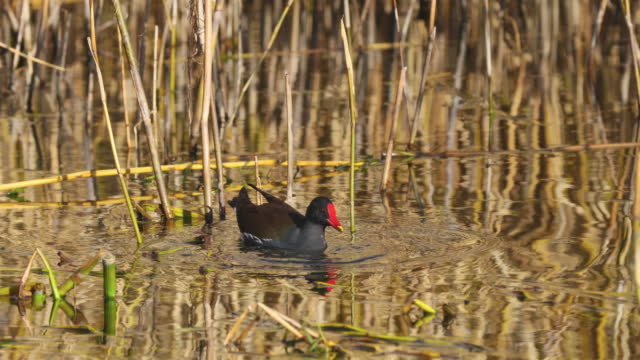 Water birds forage among the reeds in Erhai Lake
