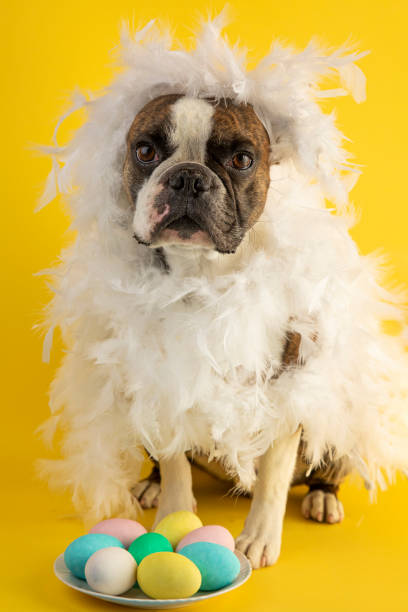 istock Funny Boston terrier dressed  in a  hen costume congratulates on Easter with colored eggs on a yellow background 1391302220