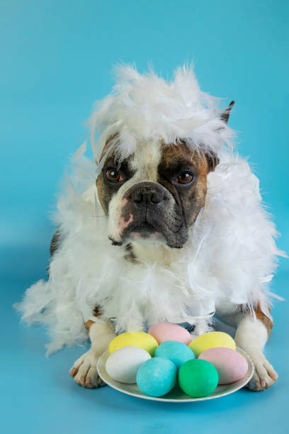 istock Funny Boston terrier dressed  in a  hen costume congratulates on Easter with colored eggs on a blue background 1391302224