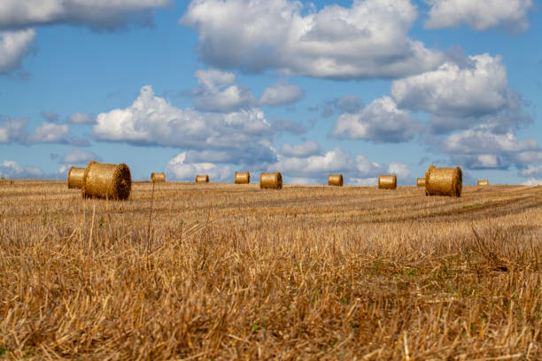 istock agricultural field with straw stacks after wheat harvest 1391302771