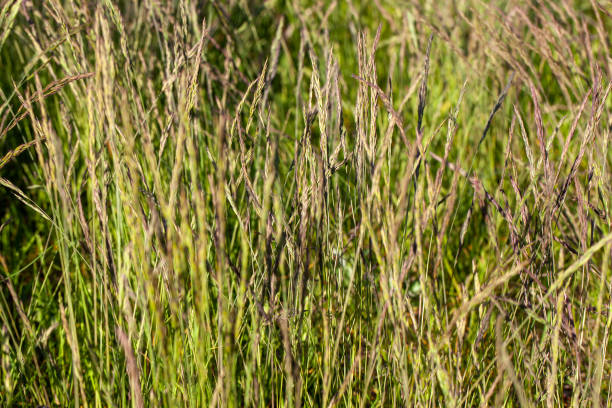 istock simple plain grass weeds on the field in summer 1391302802