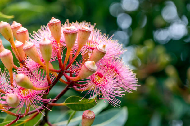 istock Beautiful Gum Tree flowers and buds, background with copy space 1391303974
