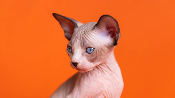 Close-up portrait of Sphynx Cat of seal mink and white color. Kitten with blue eyes looking away Close-up portrait of Sphynx Hairless Cat of seal mink and white color. Female hairless kitten with blue eyes looking away. Studio shot on orange background. sphynx hairless cat stock pictures, royalty-free photos & images
