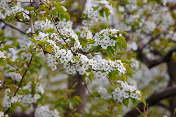 ナシの花 - apple tree branch ストックフォトと画像