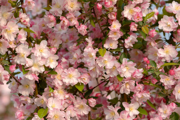 istock Chinese flowering crab-apple blooming 1391308036