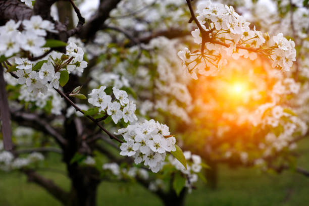 梨の花 - apple tree branch ストックフォトと画像