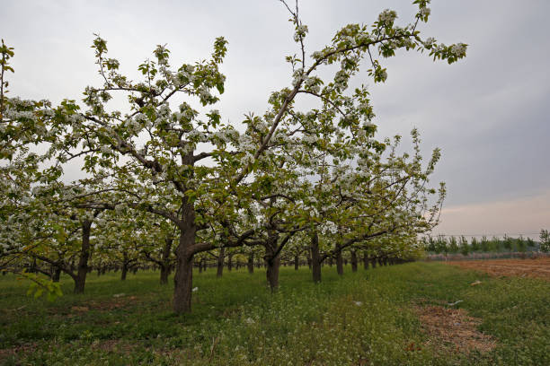 ナシの花 - apple tree branch ストックフォトと画像