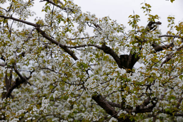 ナシの花 - apple tree branch ストックフォトと画像