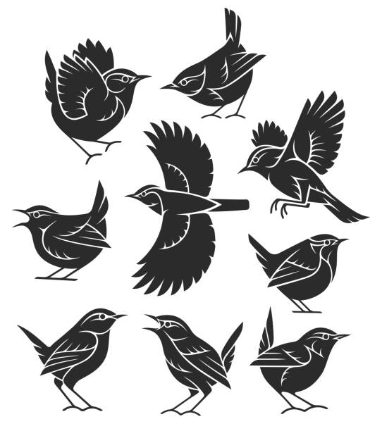 ilustraciones, imágenes clip art, dibujos animados e iconos de stock de estilizadas y aves - wren