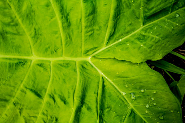 Water droplets on elephant ears plant.