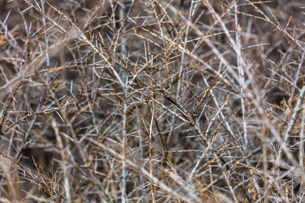 Close-up view of blackthorn branches and thorns