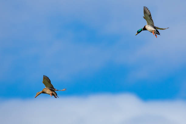 Mallard Ducks Coming Into the Decoys