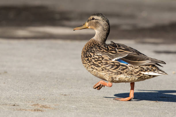 Mallard Hen Out For a Stroll