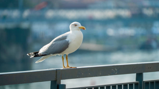 istock seagull - bird - water - lake - river 1391310870