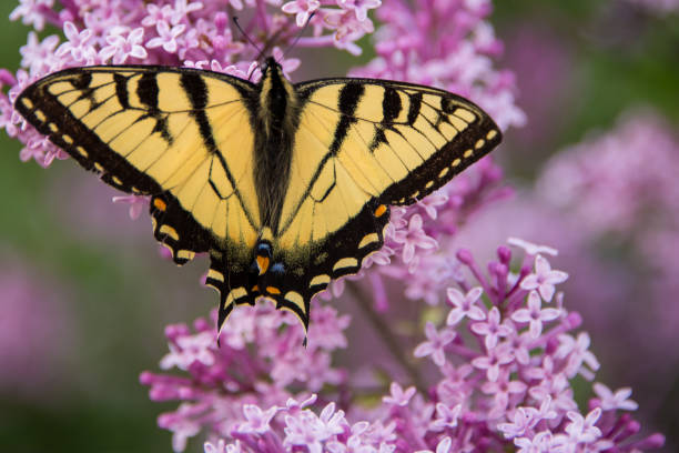istock Tiger swallowtail butterfly 1391311990