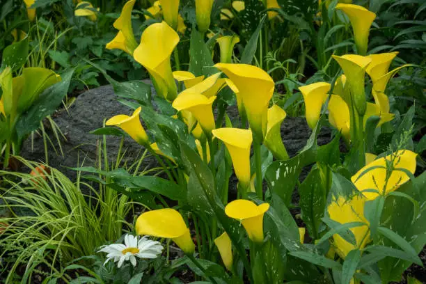 Photo of Calla lilies