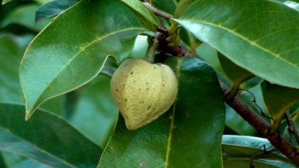 istock planta fruta araticum - annona 1391312193