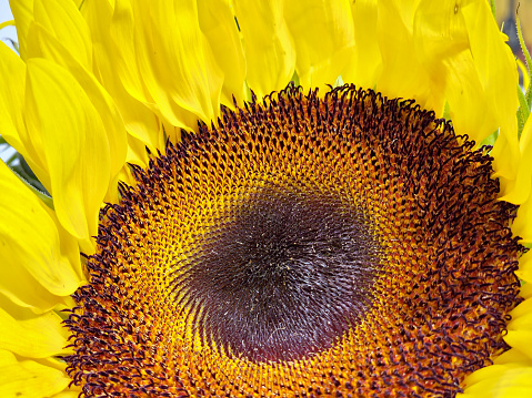 Close up of the center of a Common Sunflower with the disc florets in various stages.