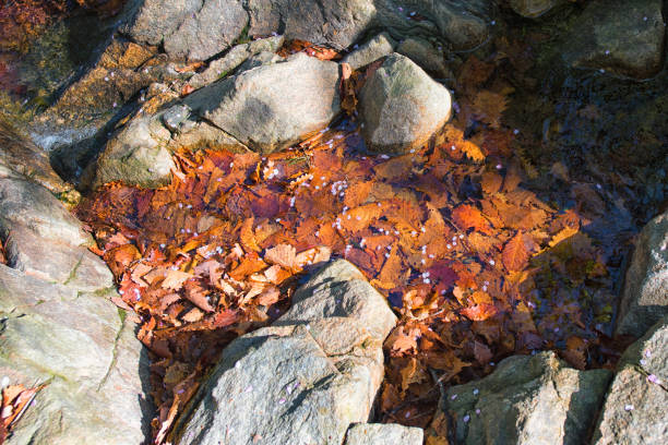Fallen Leaves in a Stream Seoraksan Mountain, Korea korea autumn stock pictures, royalty-free photos & images