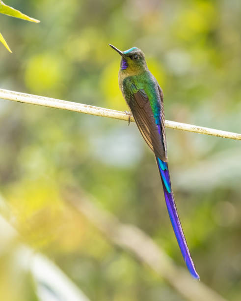 istock A Violet-tailed Sylph in Ecuador 1391313353